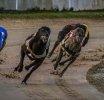 Carreras de galgos, descripción, historia, competiciones, puntuación...